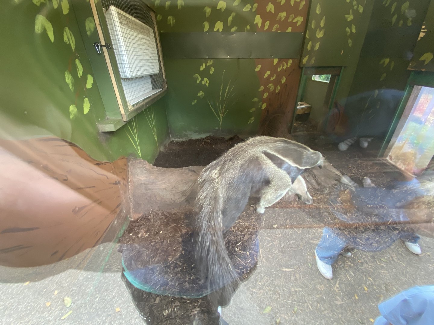 Giant anteater