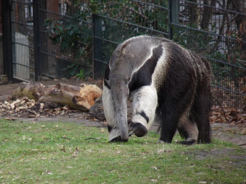 Giant anteater