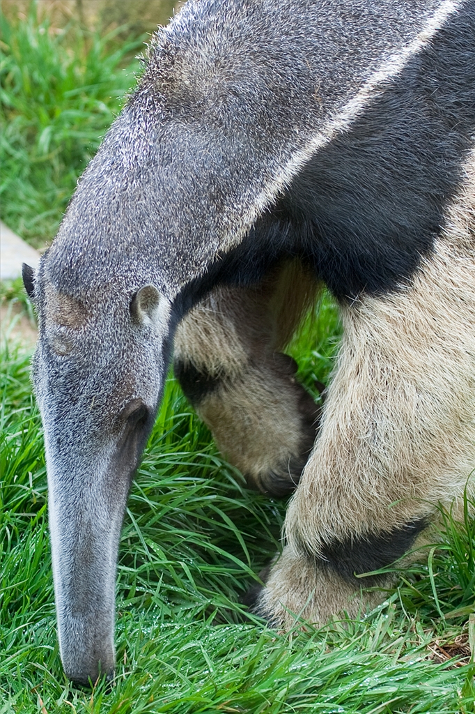 Giant Anteater