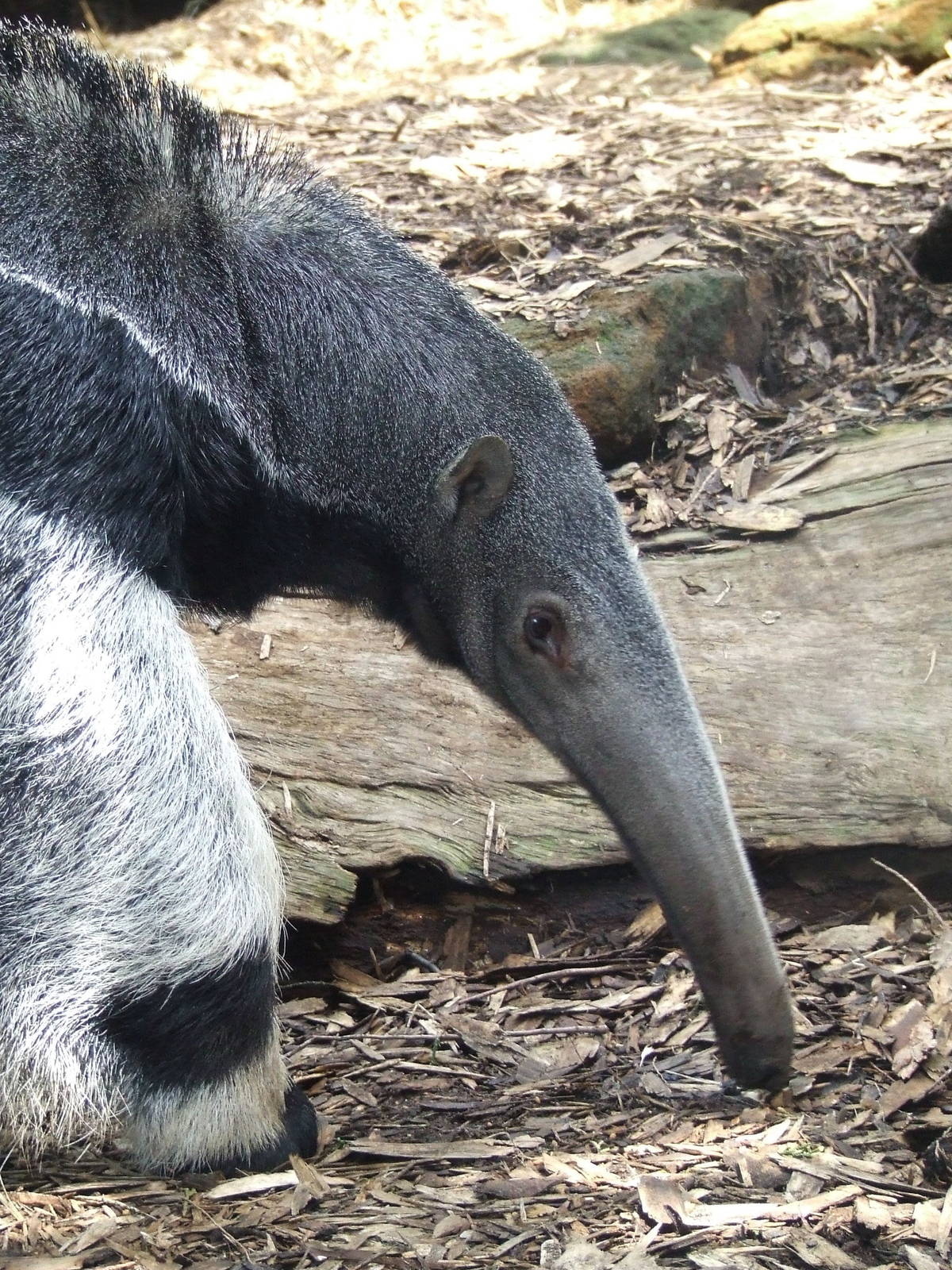 Giant Anteater