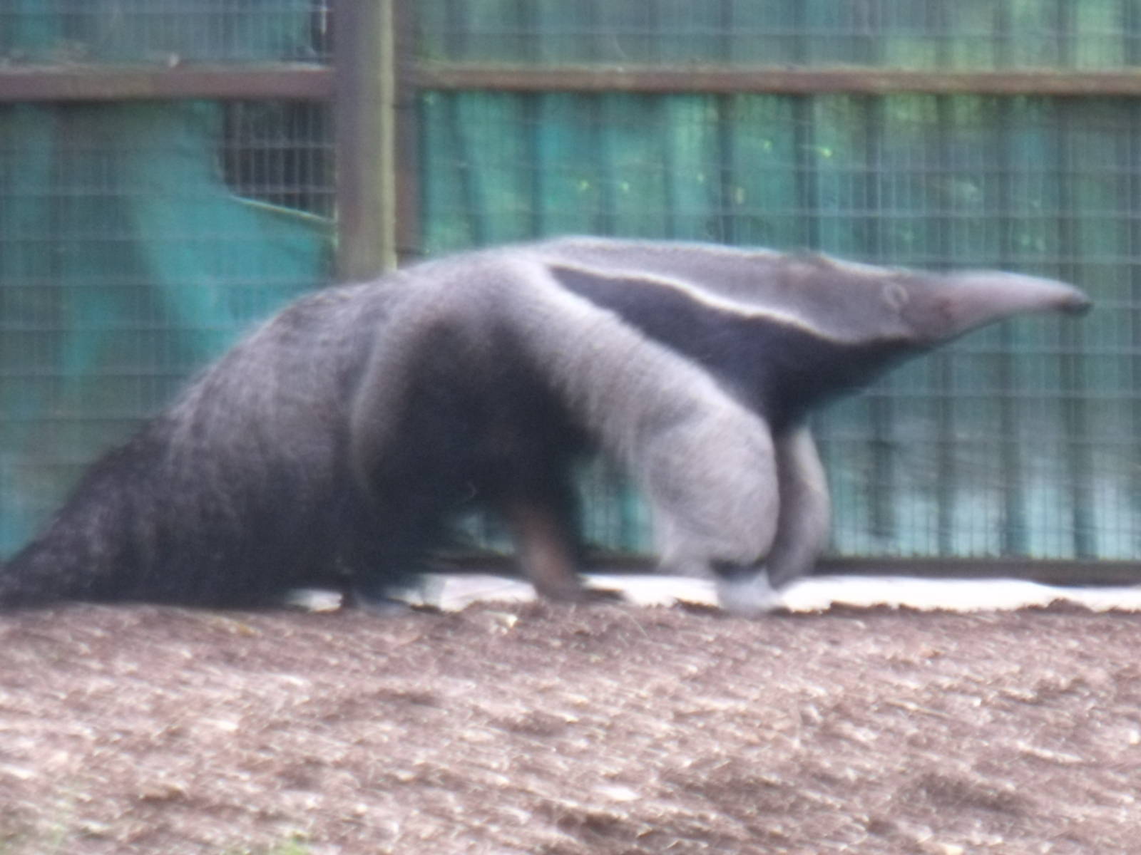 Giant Anteater