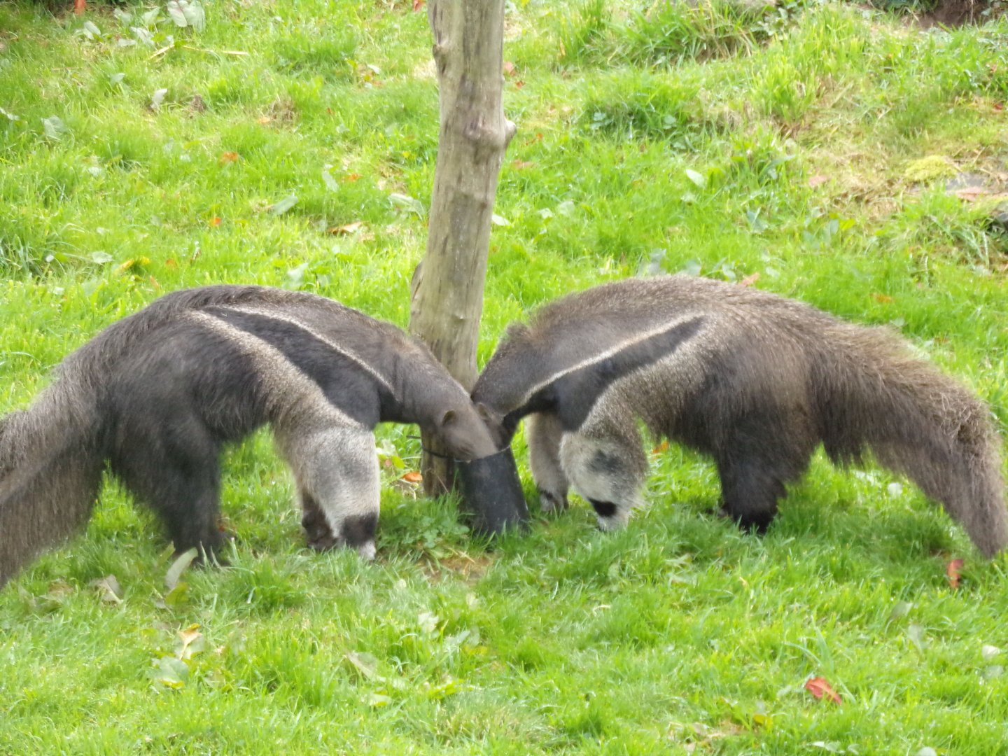 Giant anteaters 17.10.24
