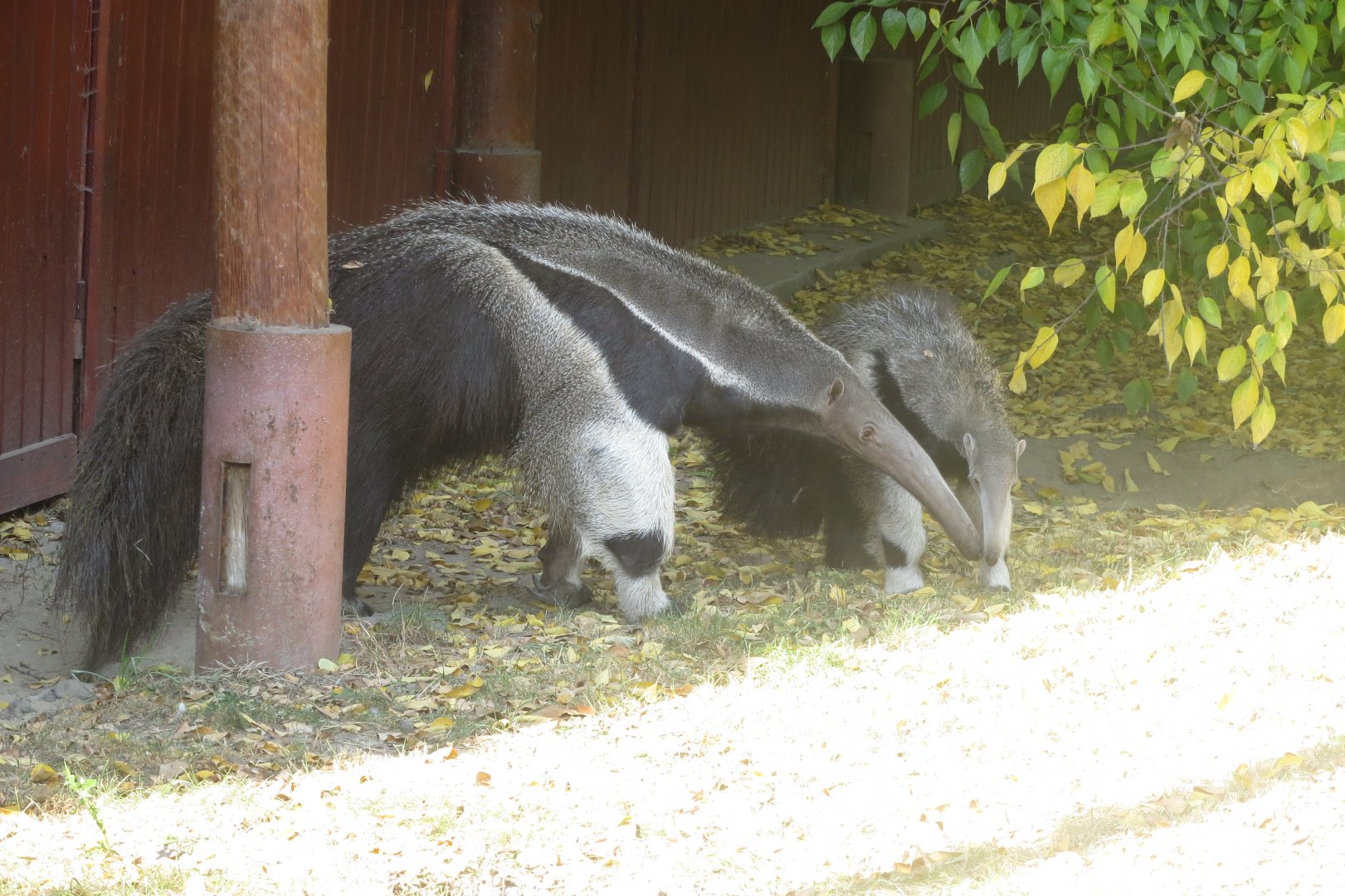 Giant anteaters 171018