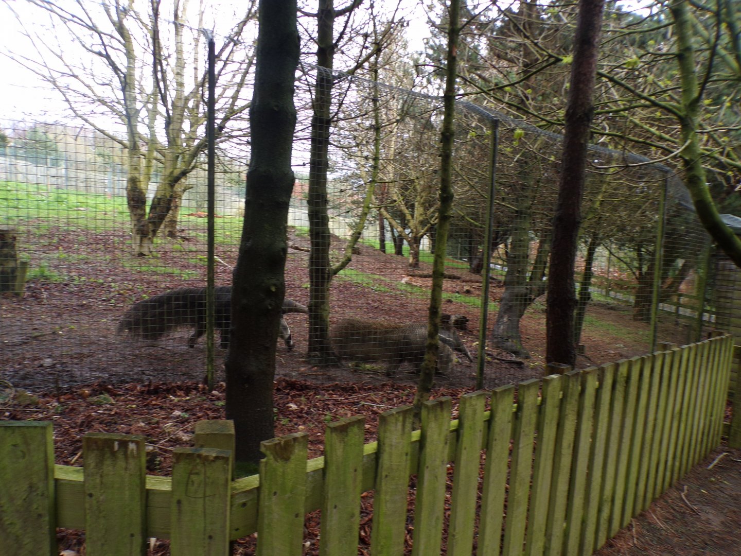 Giant anteaters 9.4.24