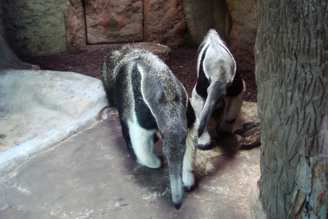 Giant anteaters Alejandro and Fermina Sorpresa