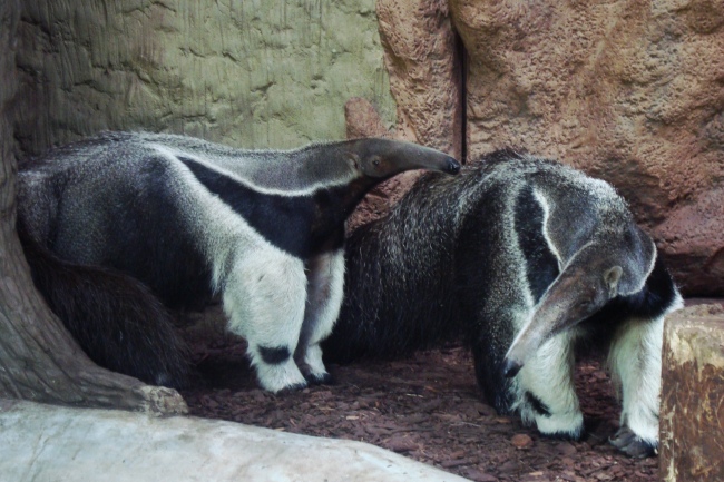 Giant anteaters Alejandro and Fermina Sorpresa