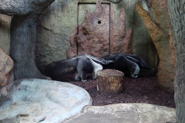 Giant anteaters Alejandro and Fermina Sorpresa
