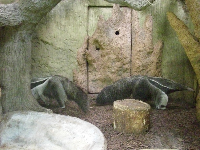 Giant anteaters Alejandro and Fermina Sorpresa