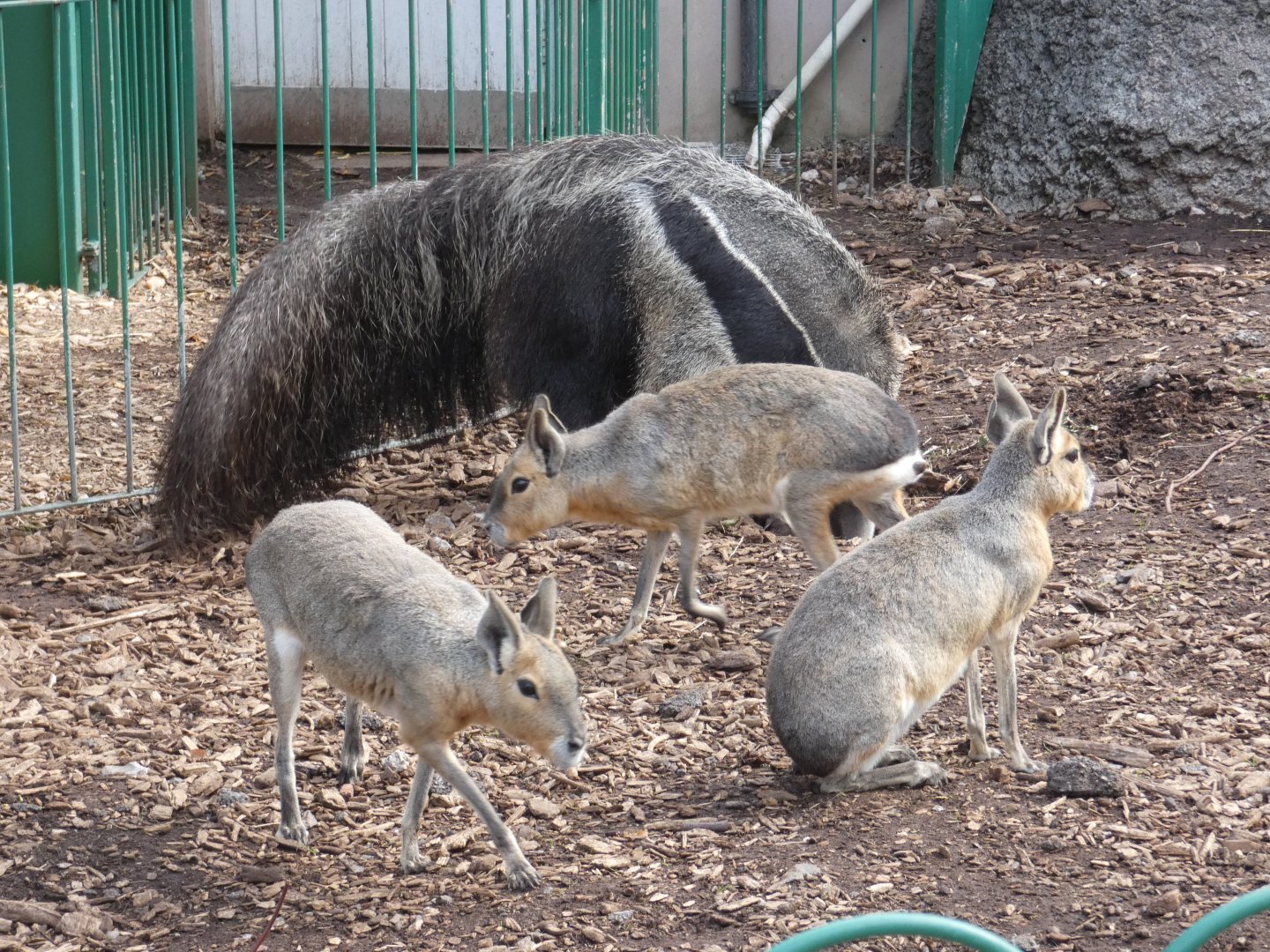 Giant Anteaters and Patagonian Mara