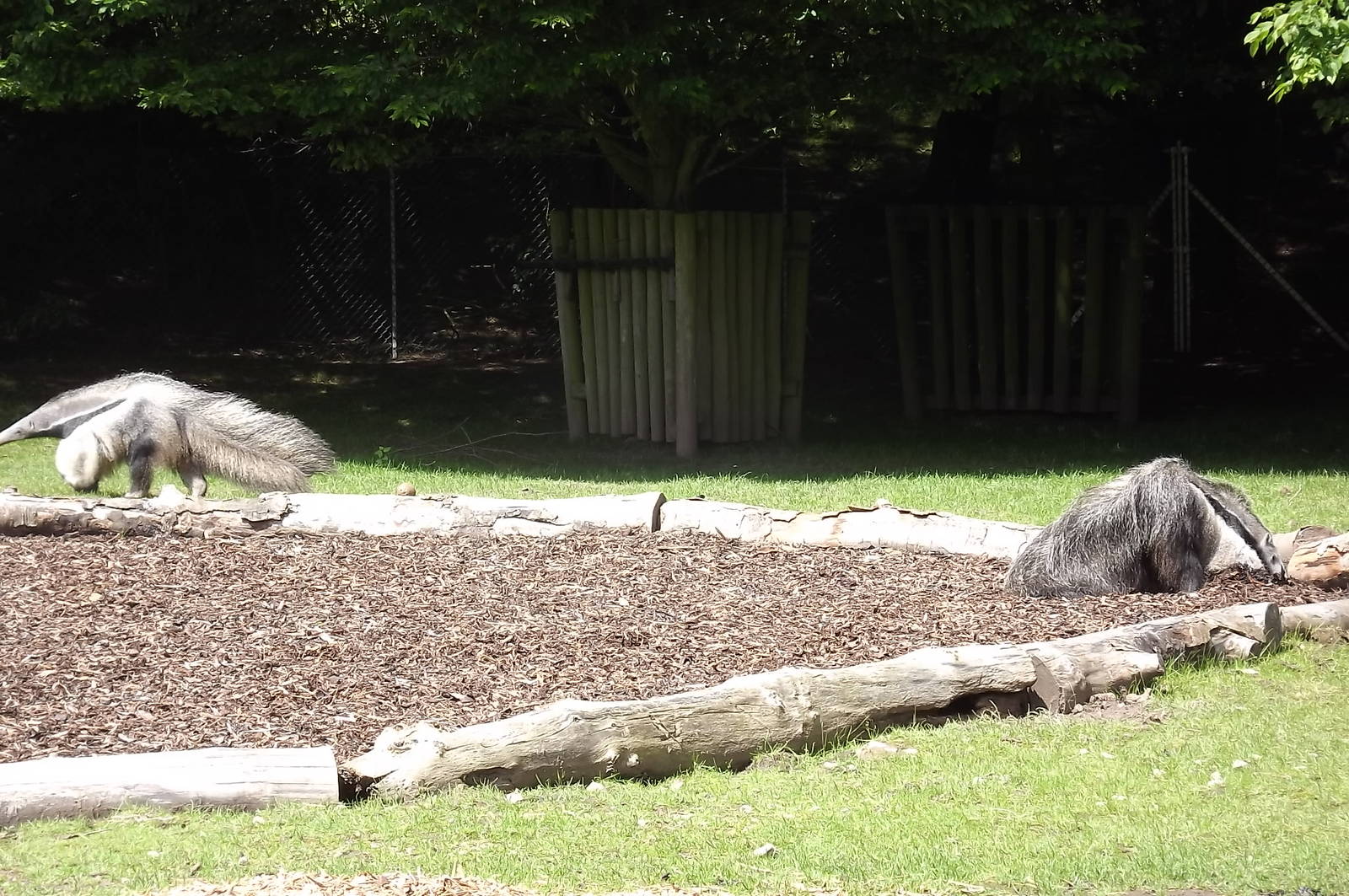 Giant Anteaters at Blackpool Zoo 17/06/12