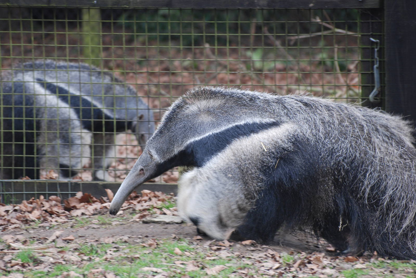Giant Anteaters at Cotswold WP, 05/03/11