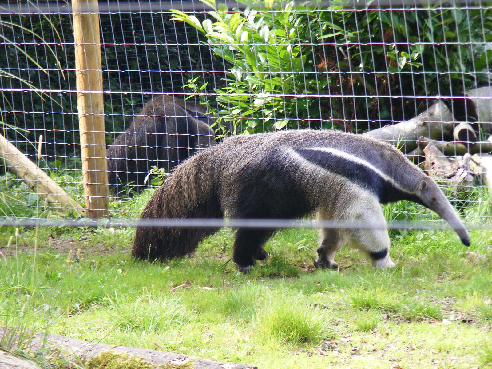 Giant anteaters at Marwell Wildlife on 3rd September 2011
