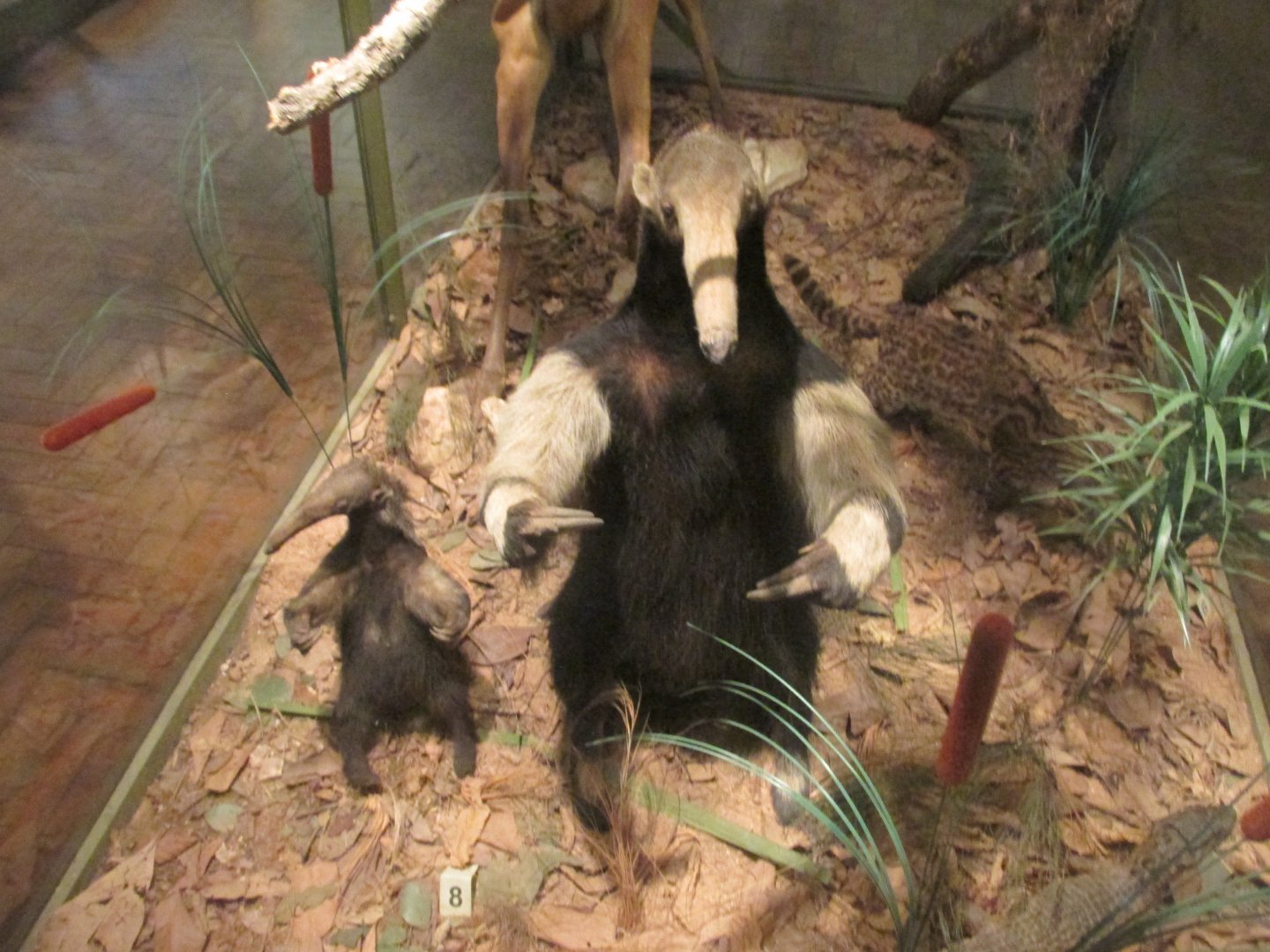 giant anteaters defensive posture