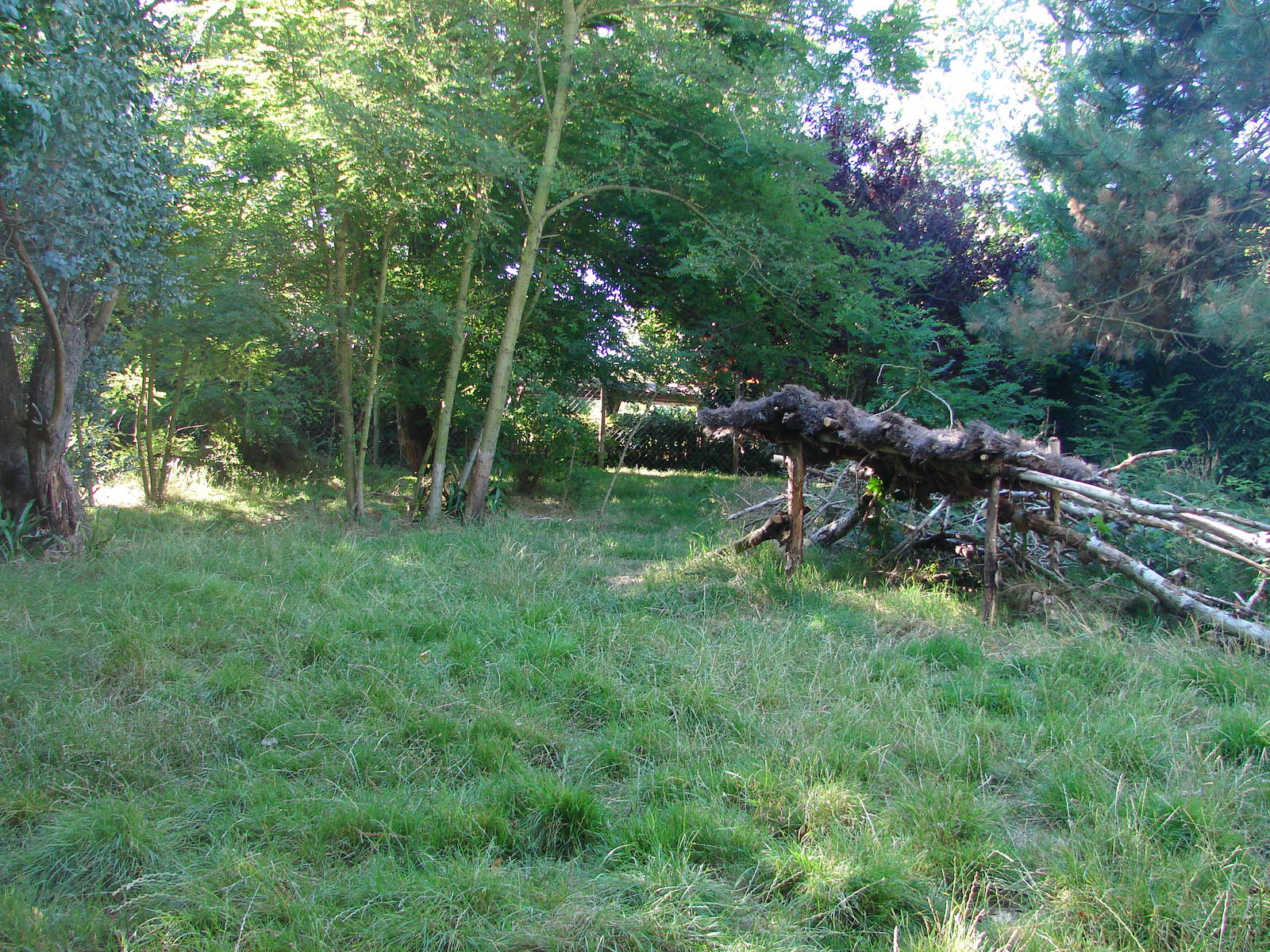 Giant anteaters exhibit