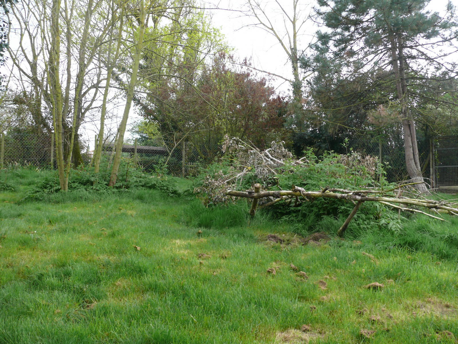 Giant anteaters exhibit