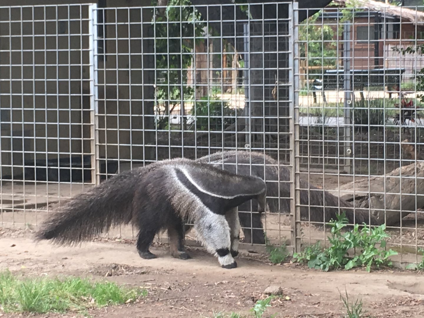 Giant Anteaters Greeting