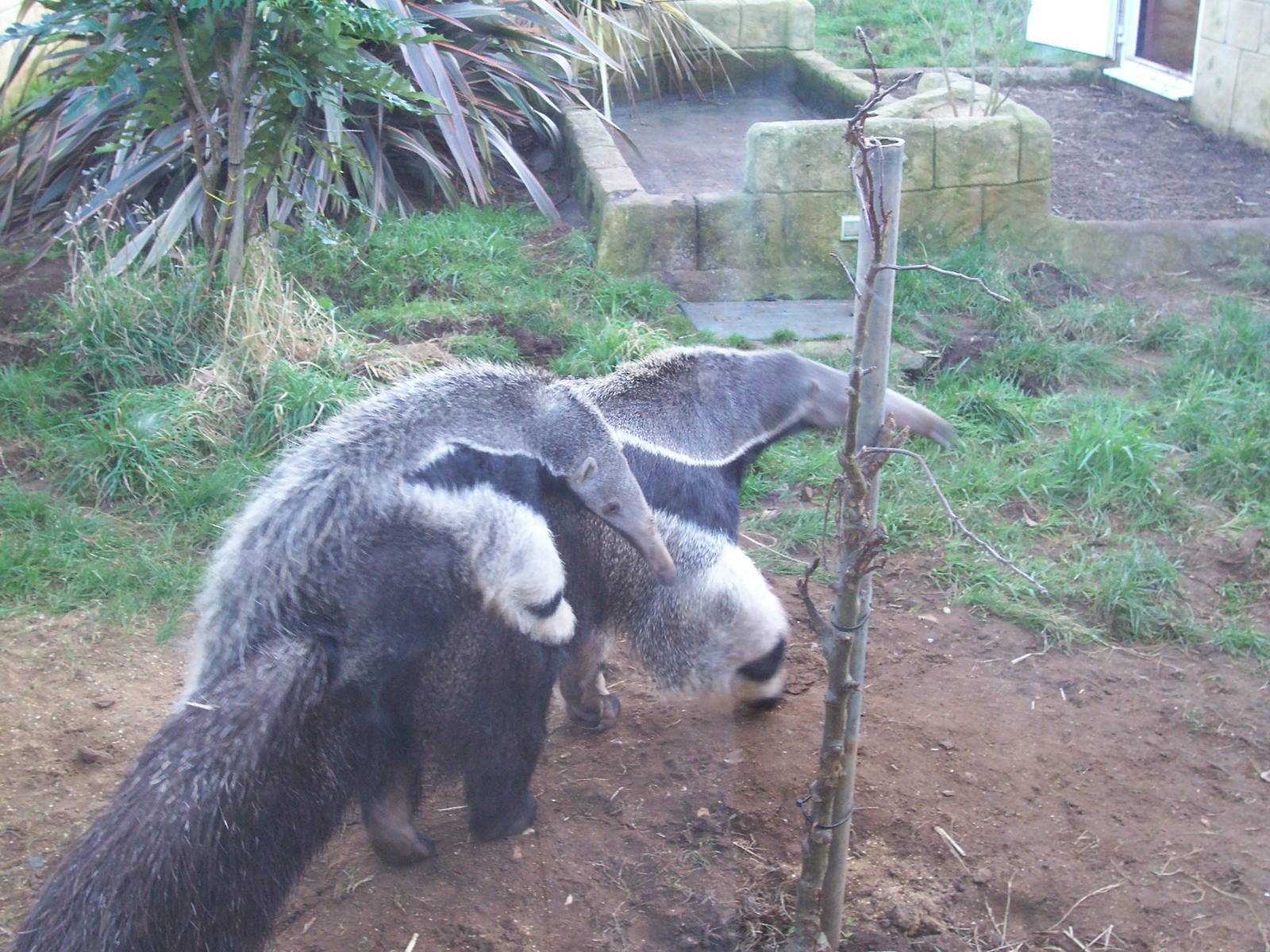 Giant Anteaters, January 2009