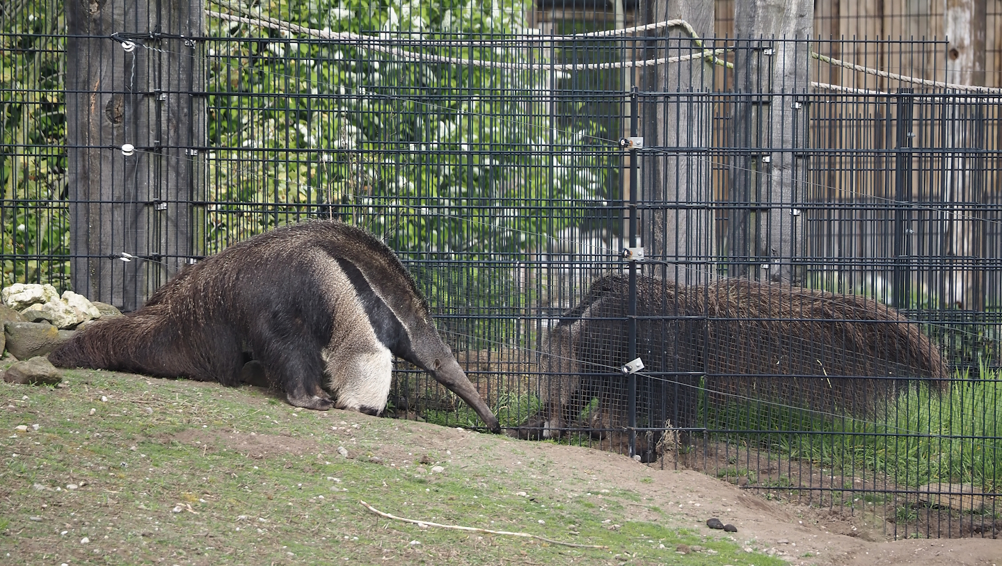 Giant anteaters meeting  (Myrmecophaga tridactyla), 2024-04-14