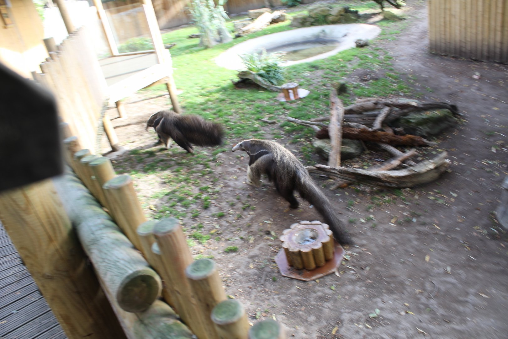 Giant Anteaters mid-chase