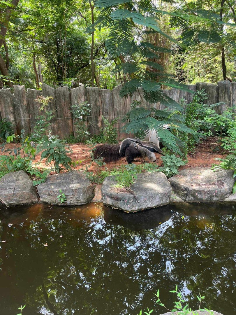 Giant anteaters, mother and baby lisa and Leona
