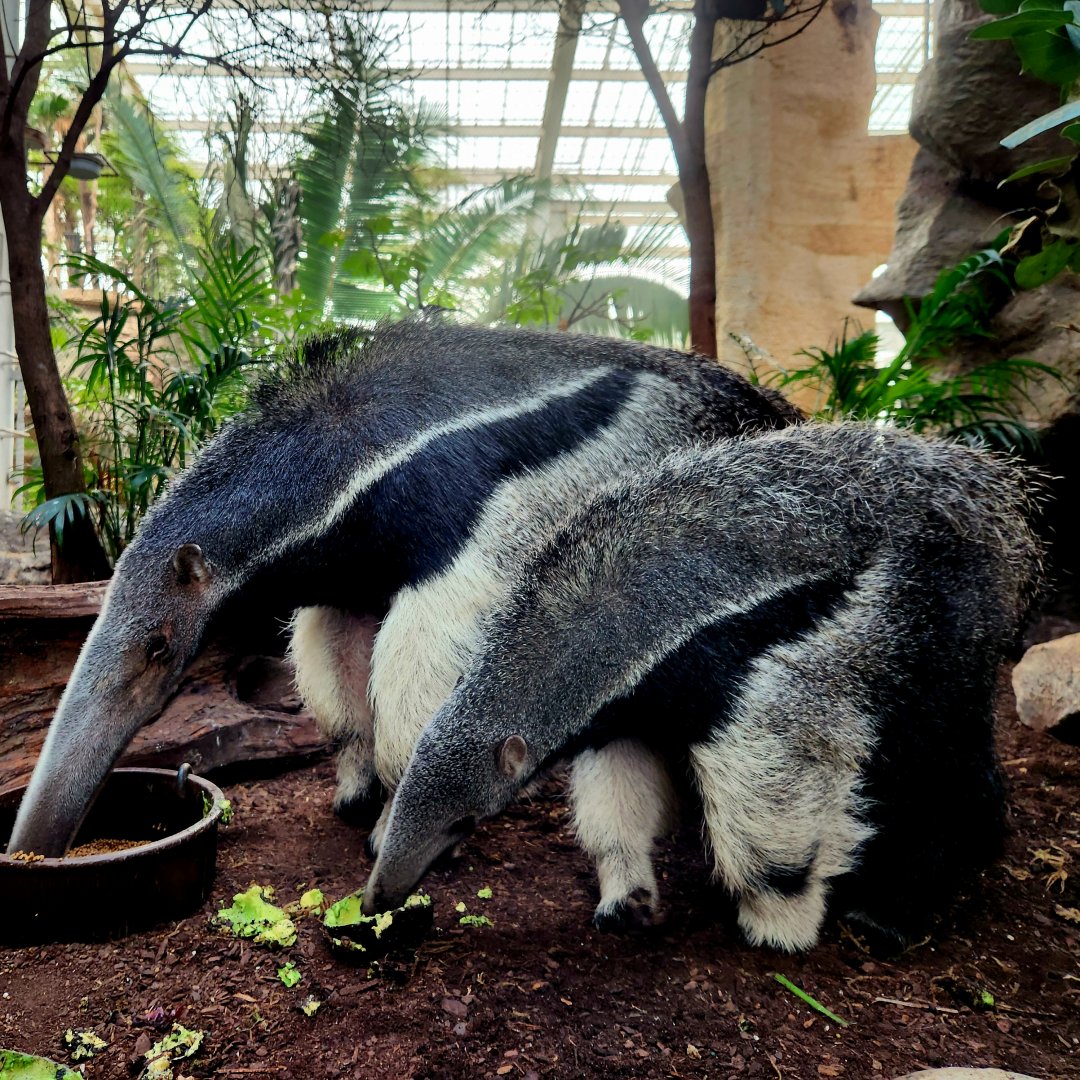 Giant Anteaters (Myrmecophaga tridactyla)