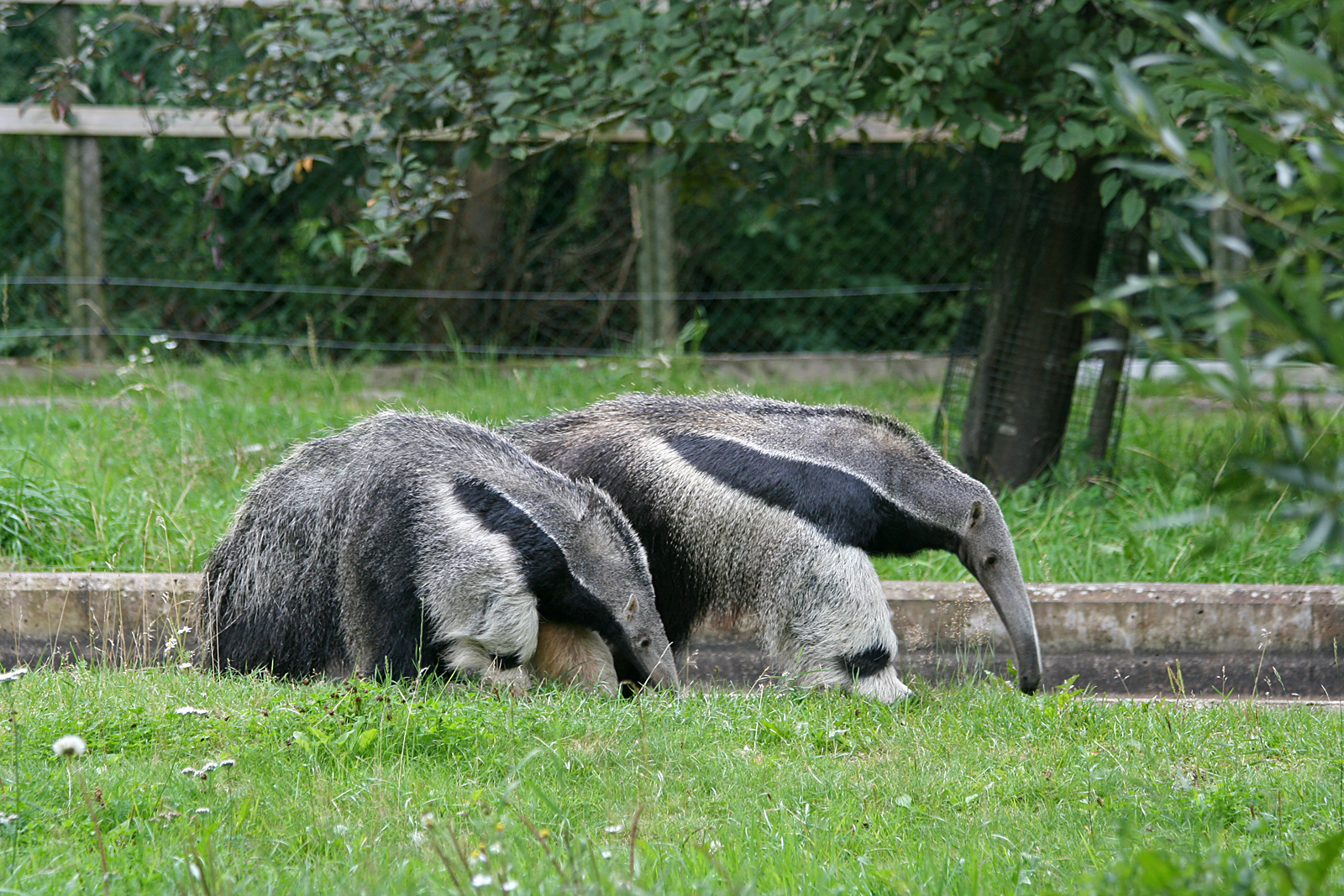 Giant anteaters