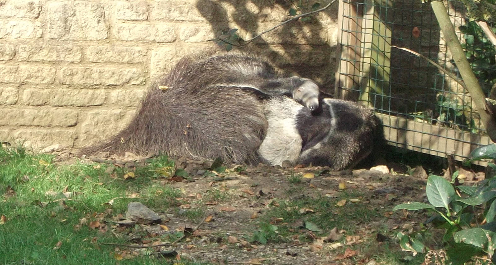 Giant Anteaters