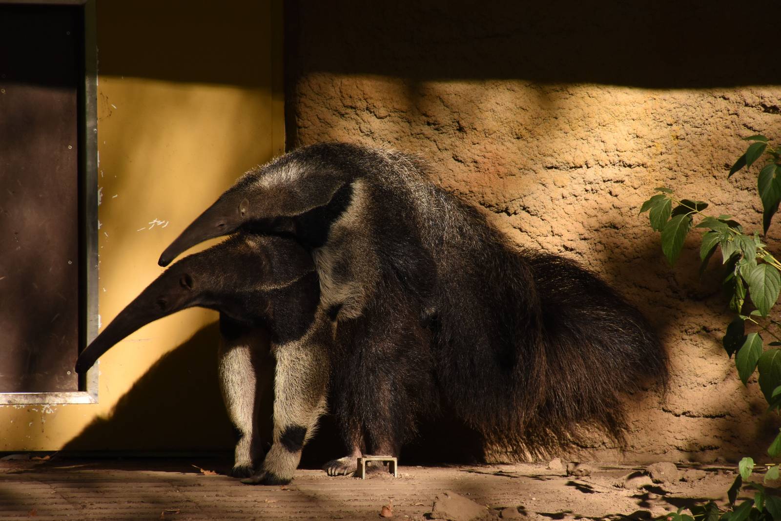 Giant anteaters