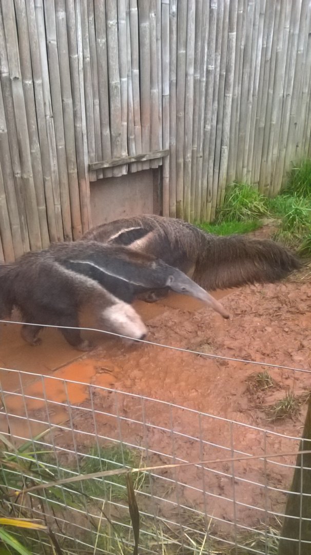 Giant Anteaters