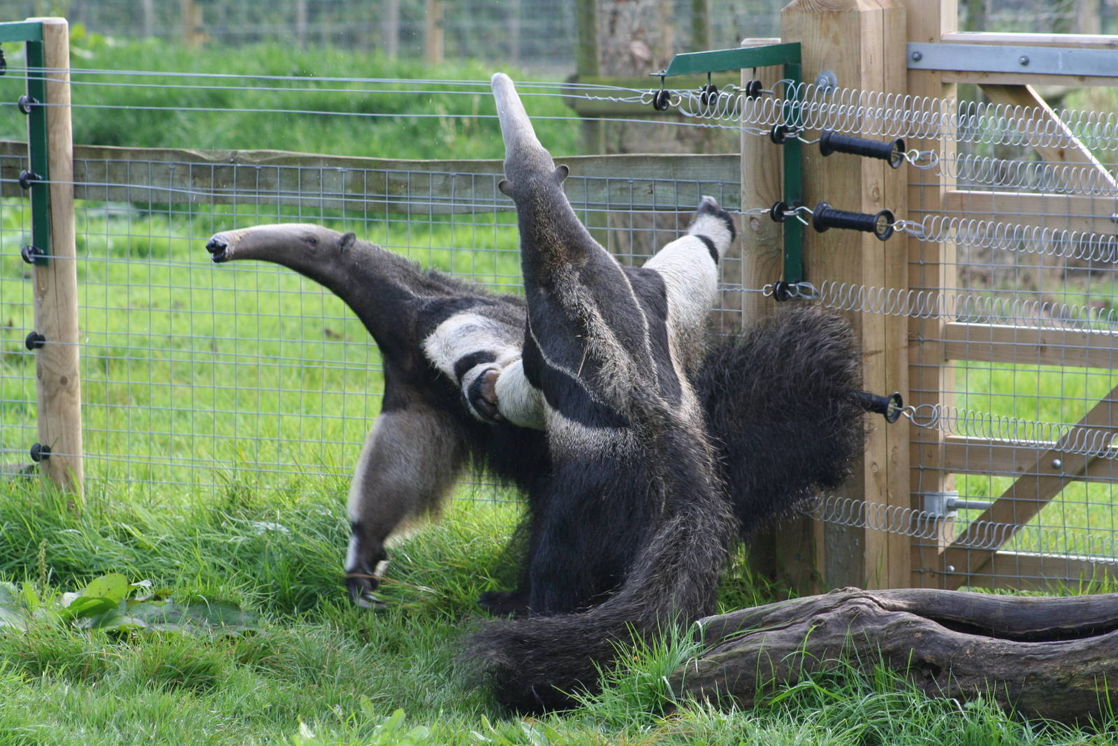 Giant Anteaters