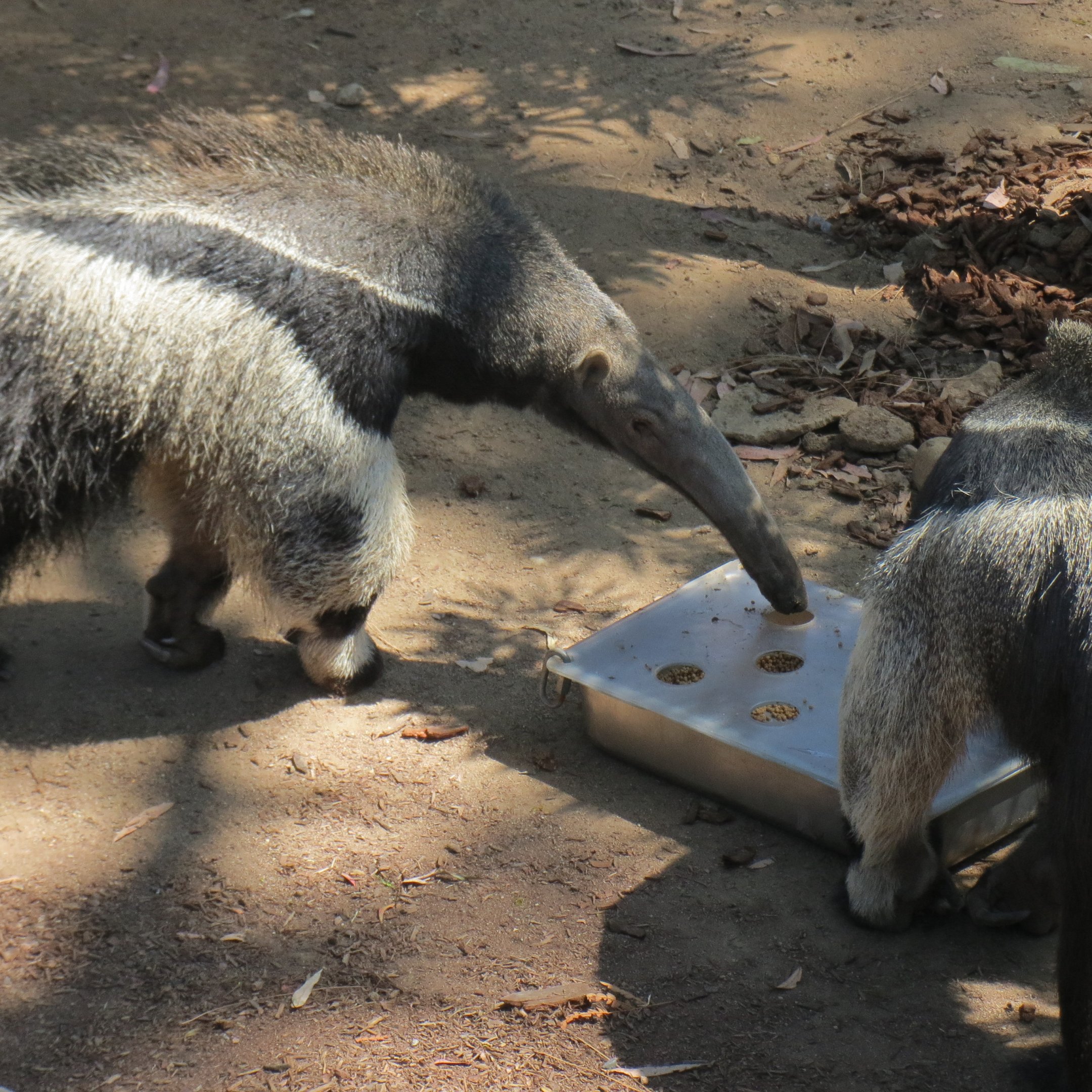 Giant Anteaters