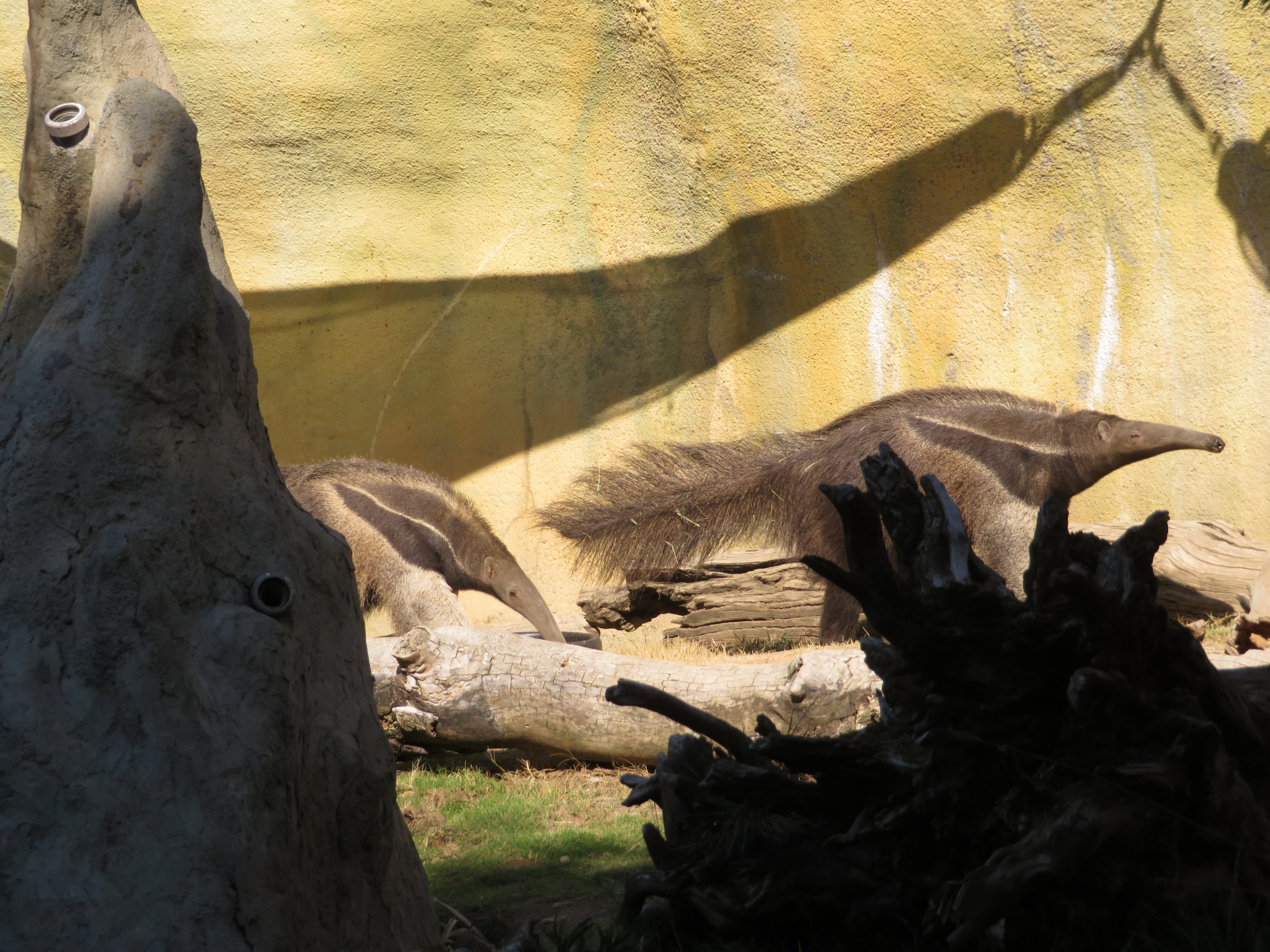 Giant Anteaters