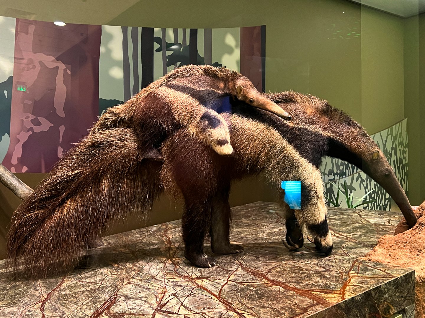 Giant Anteaters