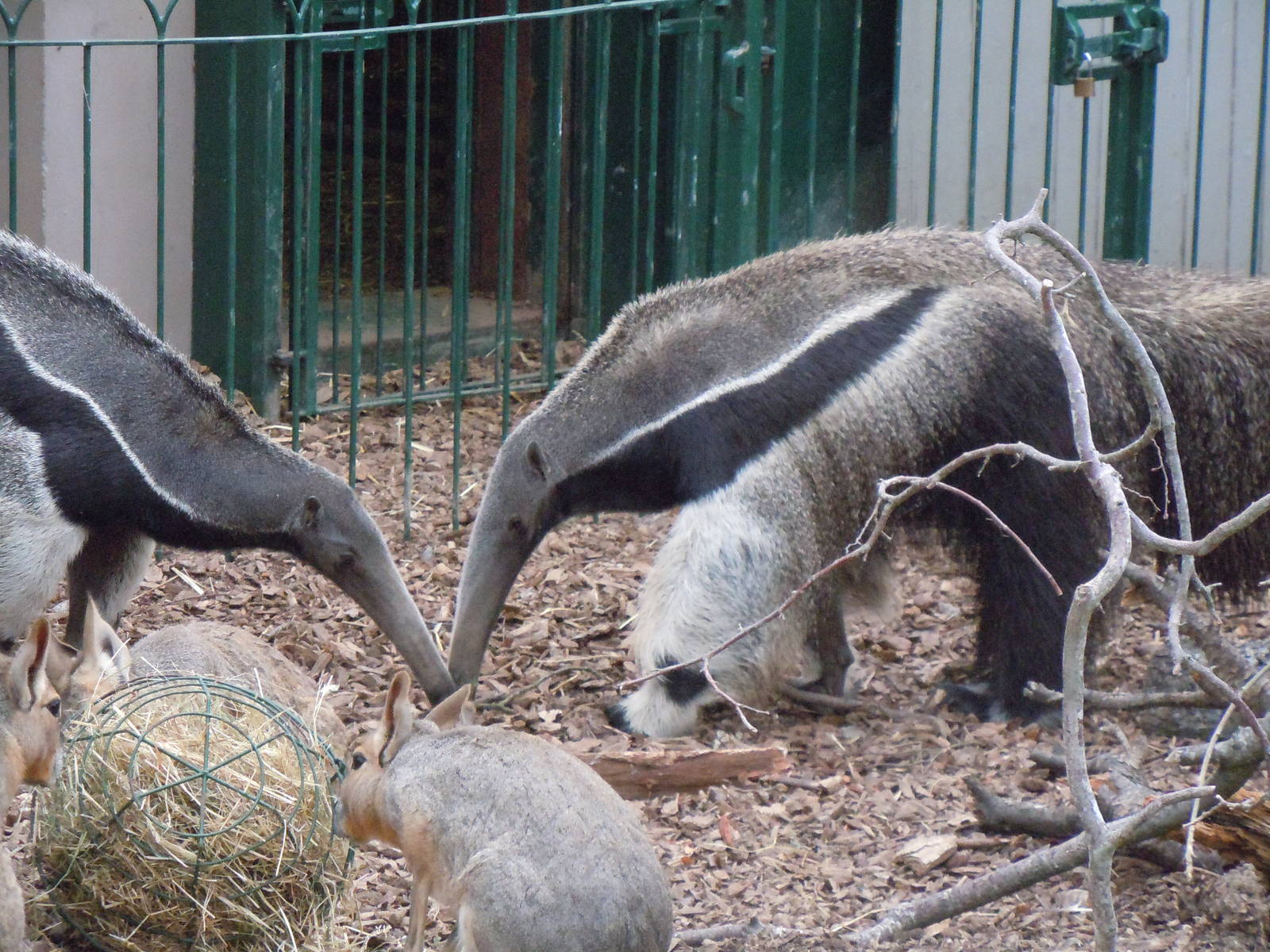 Giant Antester