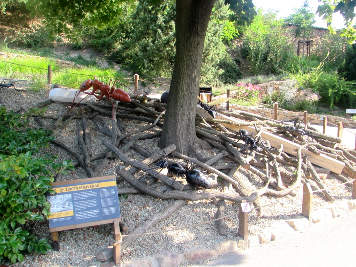 Giant Ants - July/2017