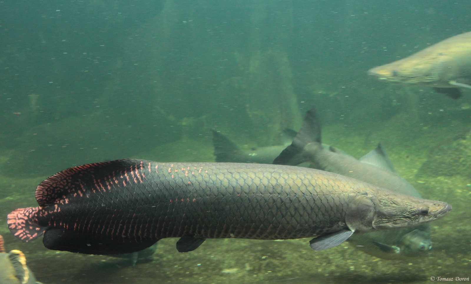 Giant Arapaima (Arapaima gigas)