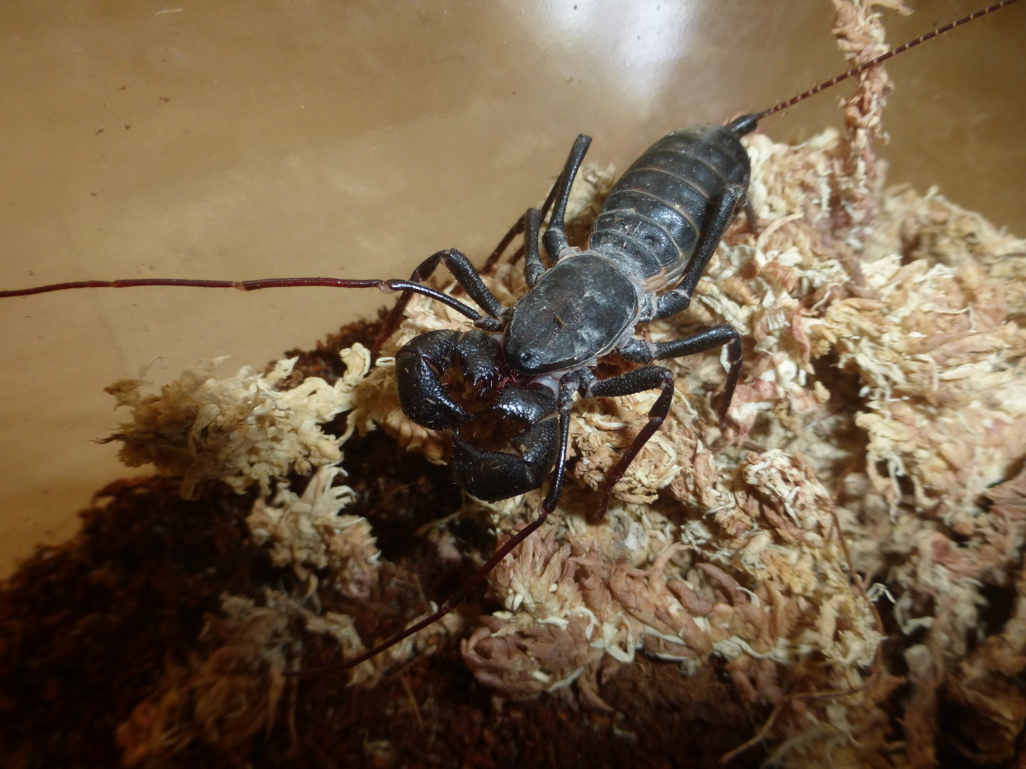 Giant arizona vinegaroon