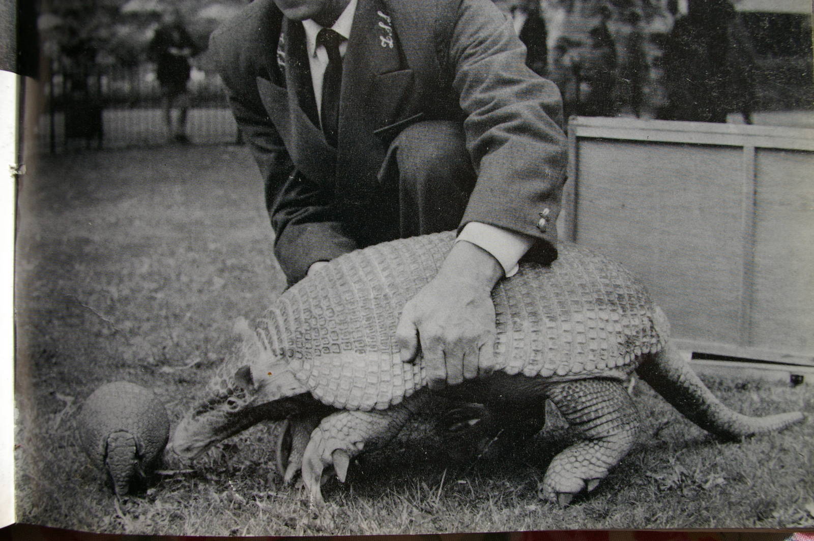 giant armadillo, London Zoo
