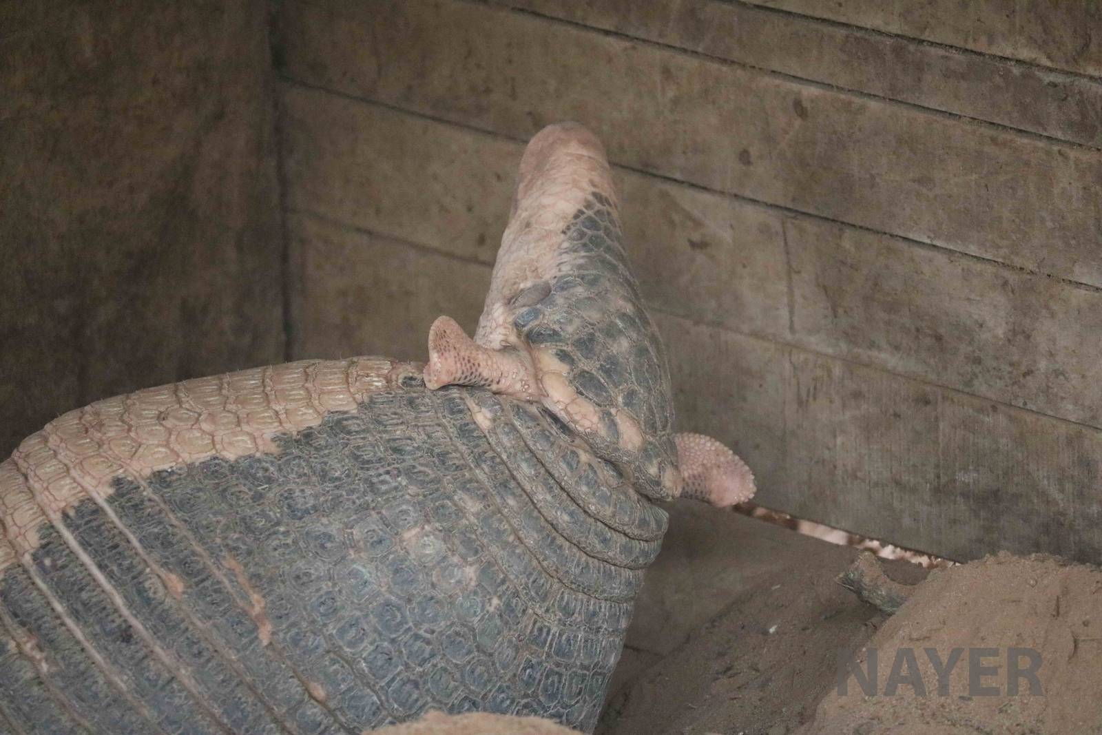 Giant armadillo! March 2016