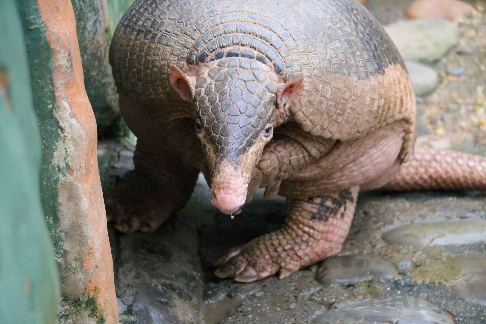 Giant armadillo, May 2016