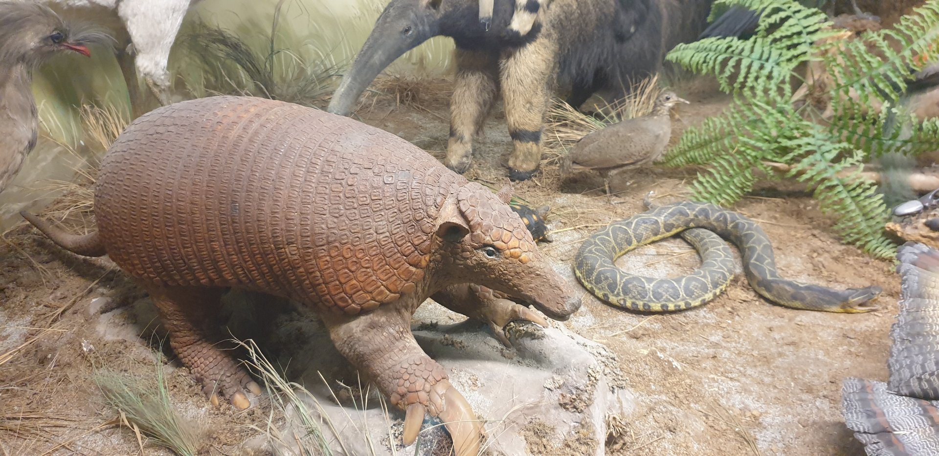 Giant armadillo, Oslo Natural History Museum