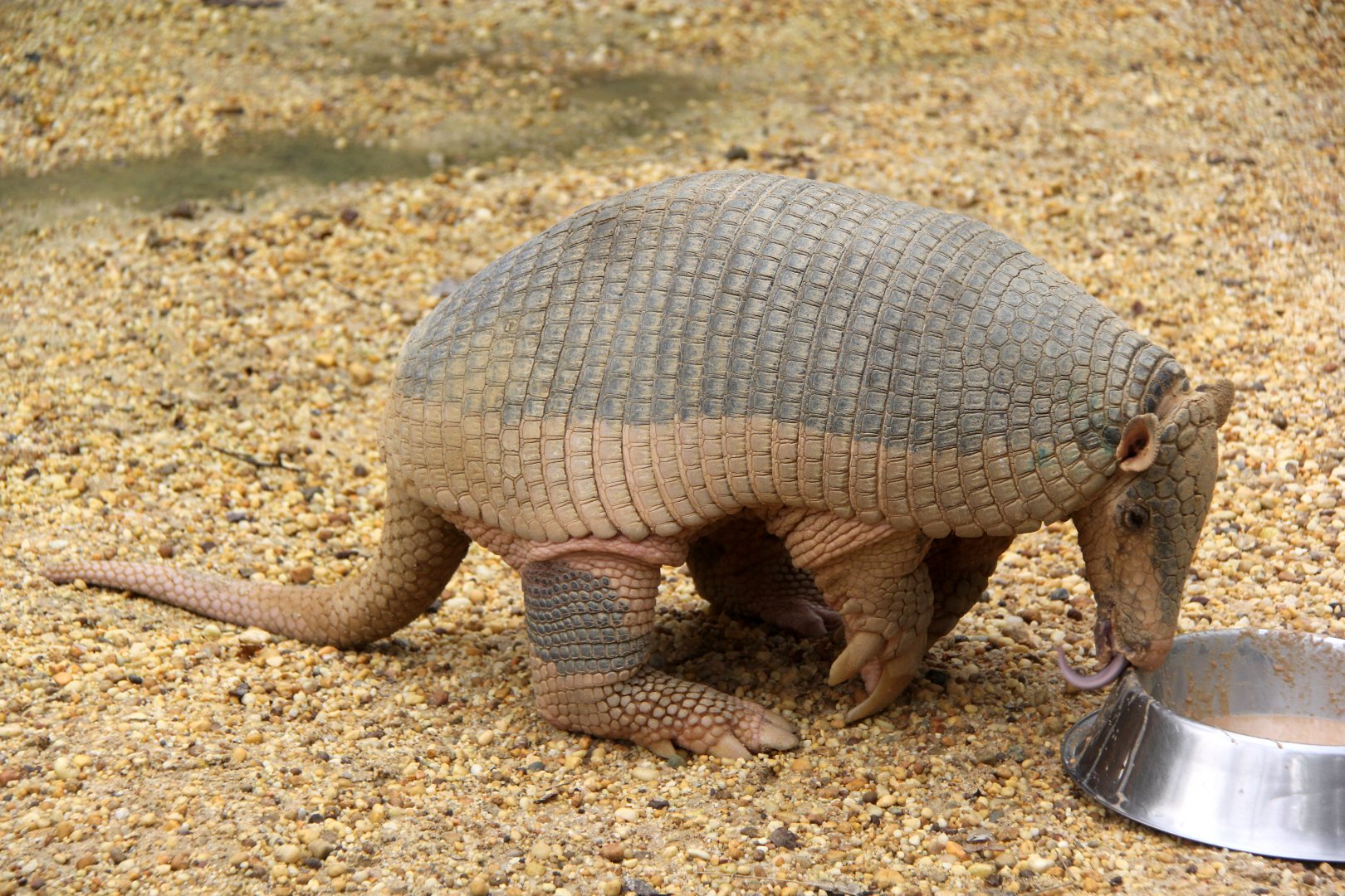 giant armadillo (Priodontes maximus) feeding