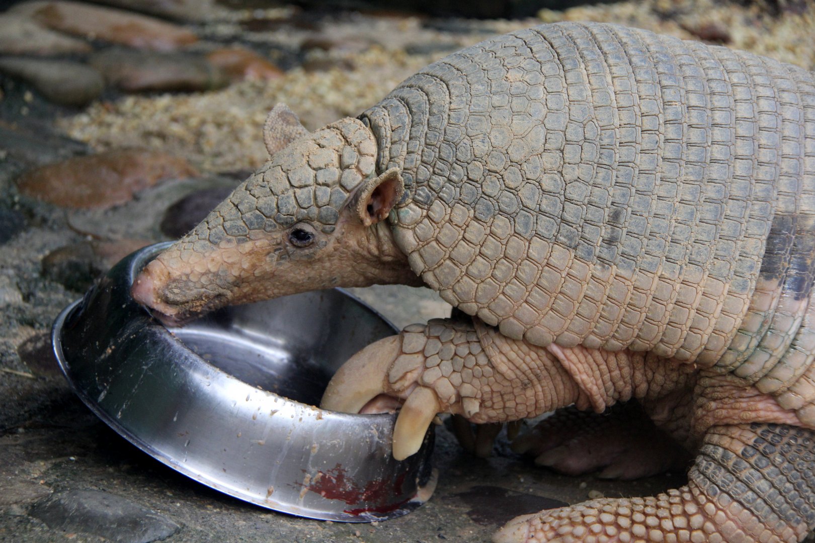 giant armadillo (Priodontes maximus) feeding