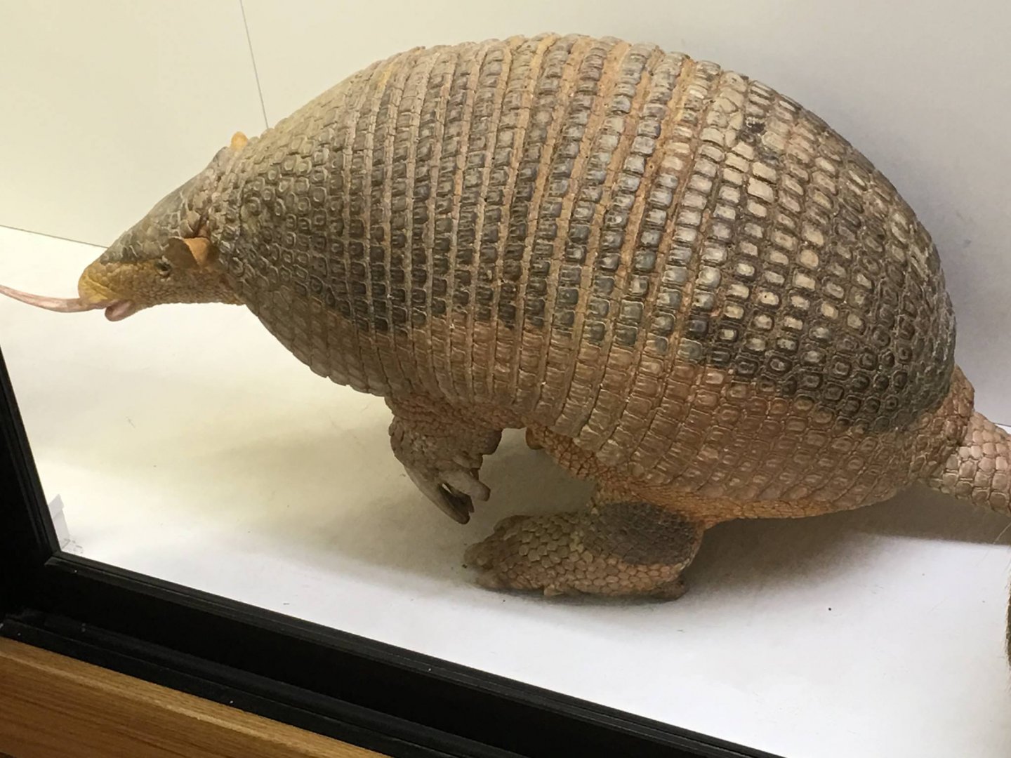 Giant armadillo (Priodontes maximus)