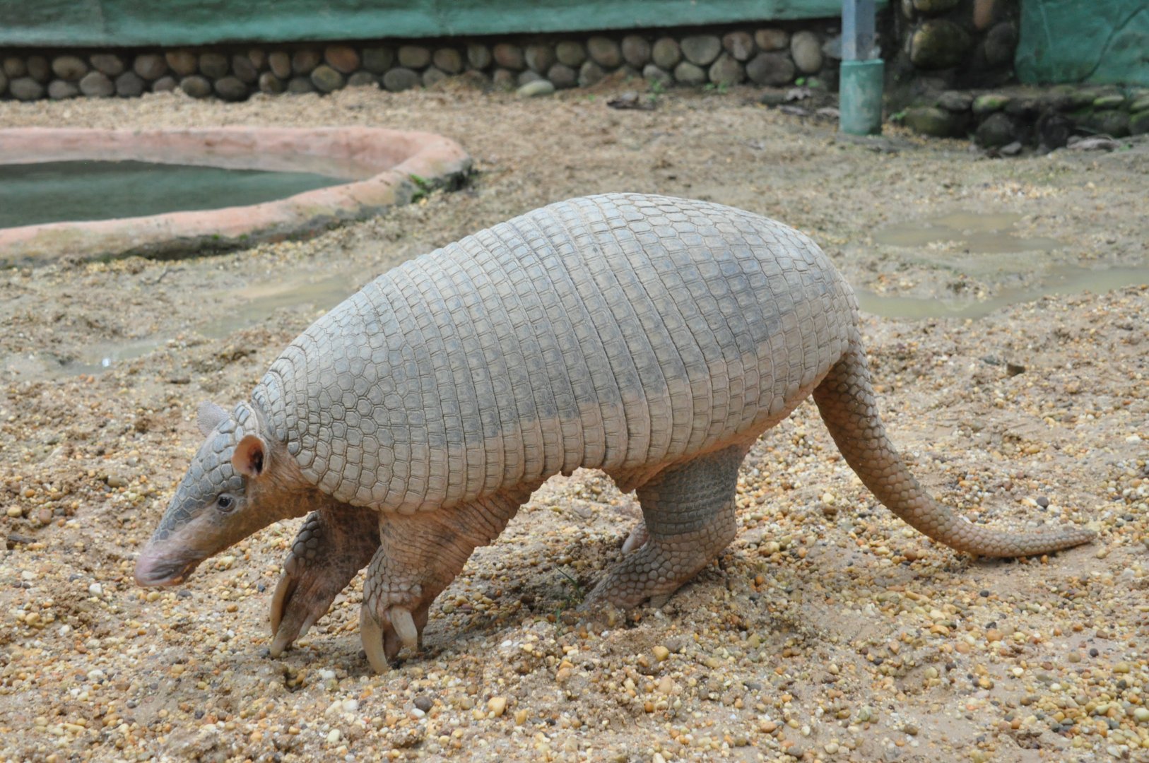 Giant armadillo / Priodontes maximus