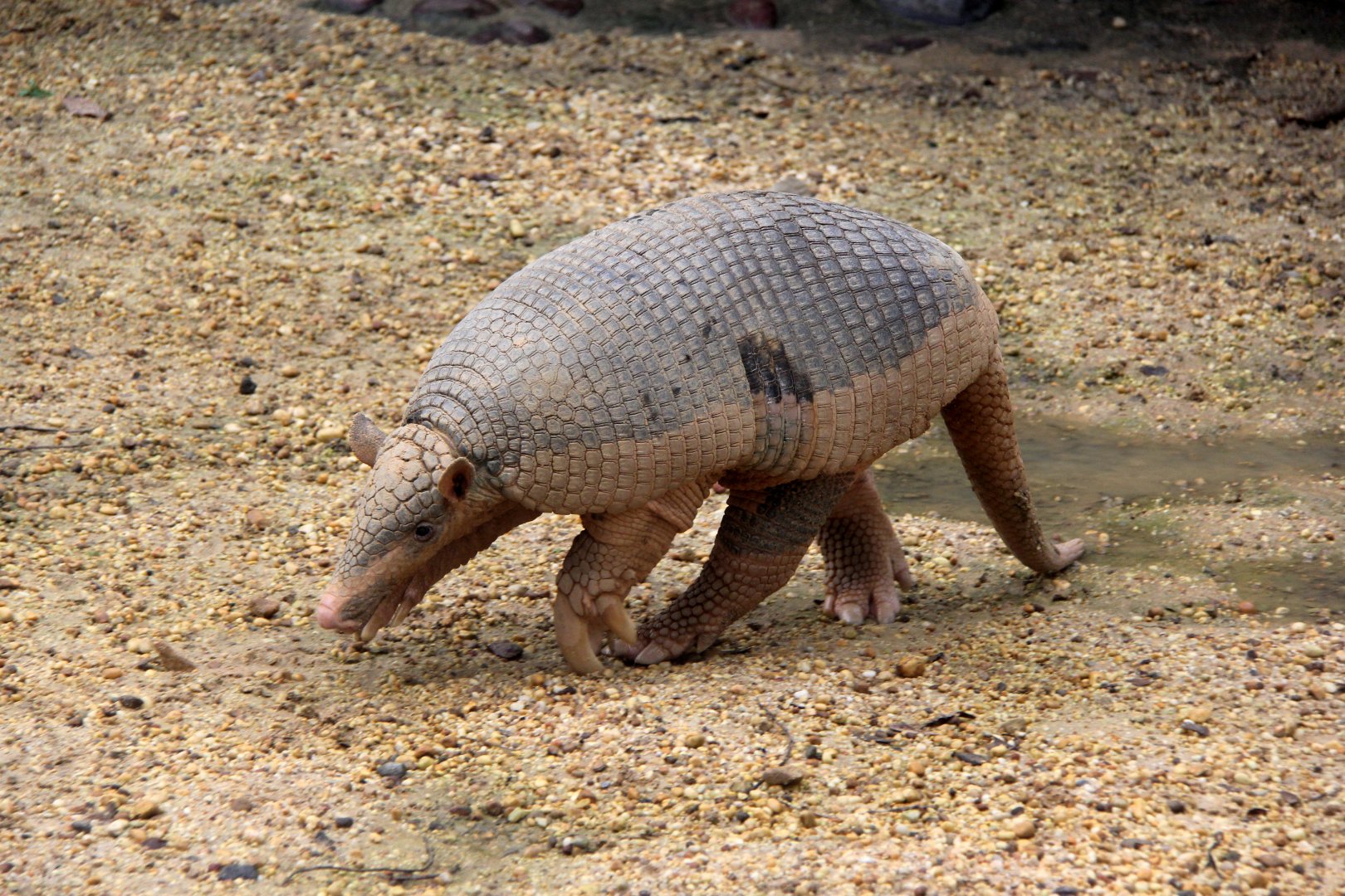 giant armadillo (Priodontes maximus)