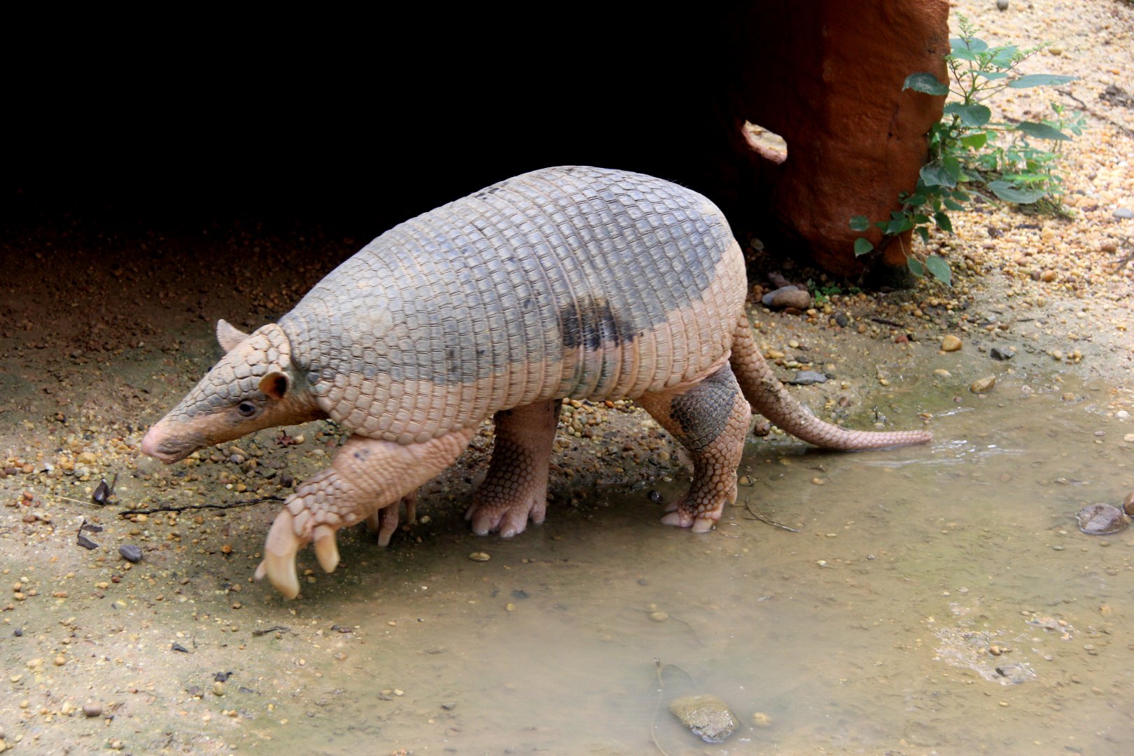 giant armadillo (Priodontes maximus)