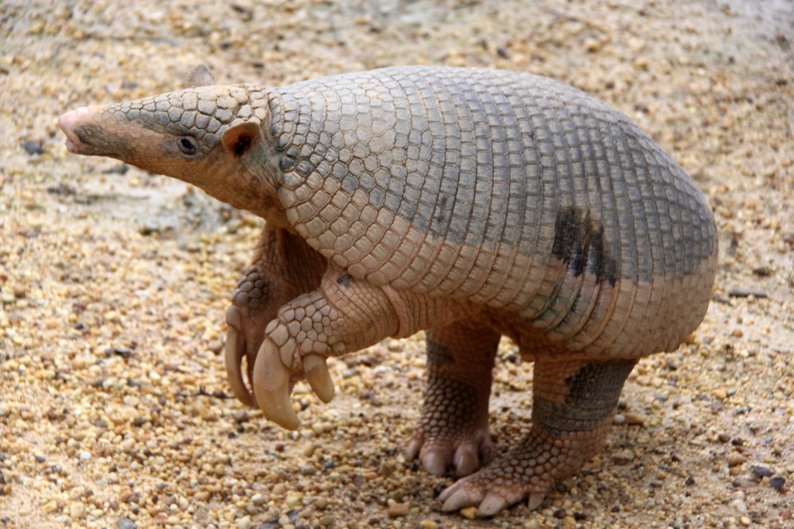 giant armadillo (Priodontes maximus)