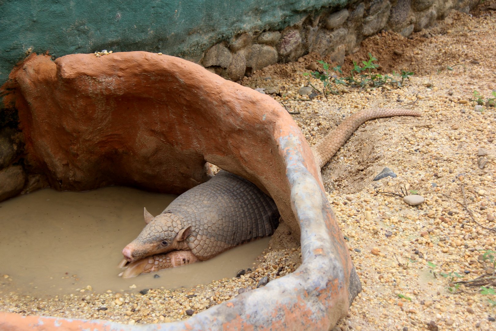 giant armadillo (Priodontes maximus)
