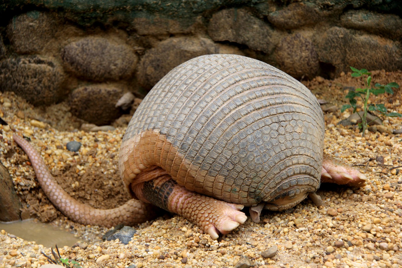 giant armadillo (Priodontes maximus)